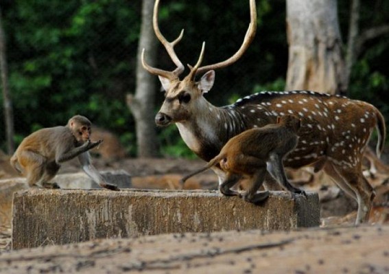Sepahijala sanctuary: Exchange of animals, introduce of golf cars and elephant ride soon Sepahijala sanctuary: Exchange of animals, introduce of golf cars and elephant ride soon